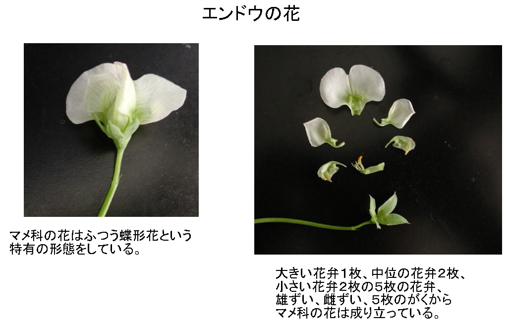 エンドウの花の構造