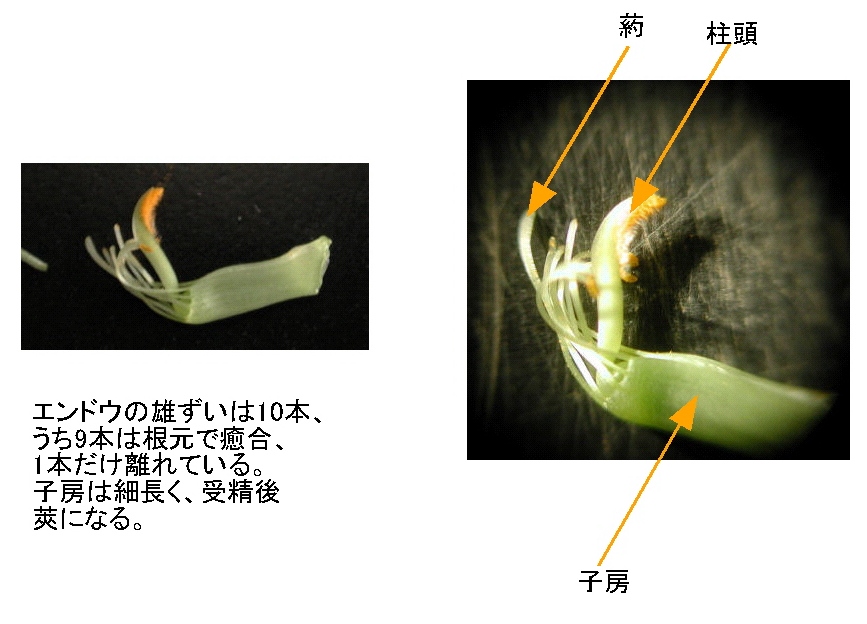 エンドウの花の構造