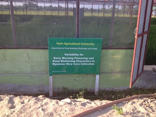 Wet season experiment in Myanmar