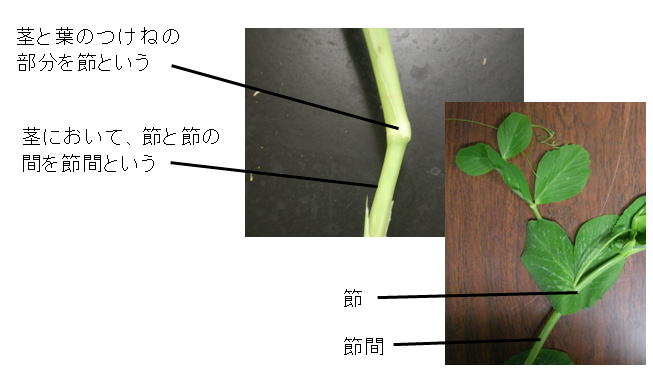 節 の ある 植物