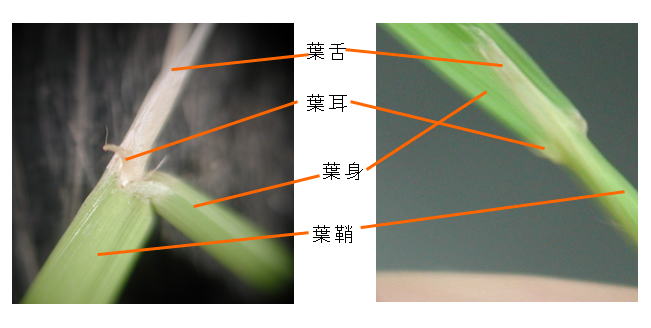 第1回 春の圃場観察 植物の器官と呼称