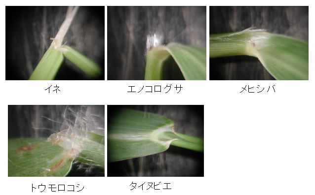 第1回 春の圃場観察 植物の器官と呼称