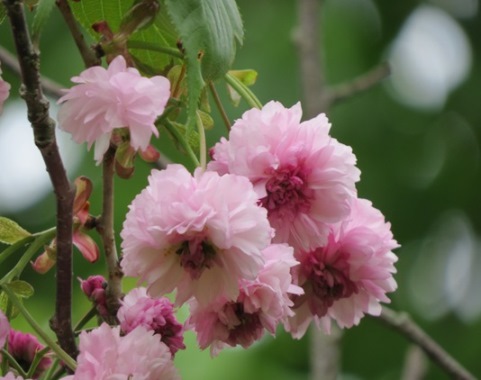 梅護寺数珠掛桜>本庄農場のサクラ