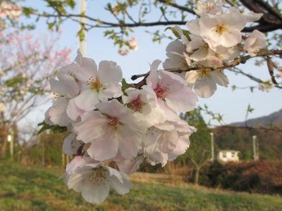 Vgʐ^(H25.4.4)