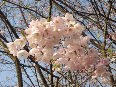AJʐ^(H25.4.4)