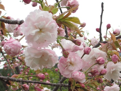 gʋюʐ^(H25.4.23)
