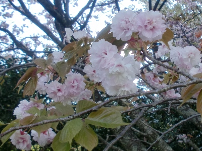 gʋюʐ^(H26.4.25)