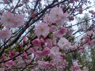 gLʐ^(H24.4.11)