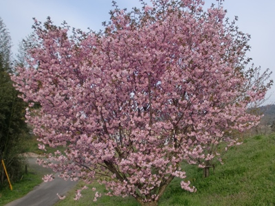 gLʐ^(H26.4.11)