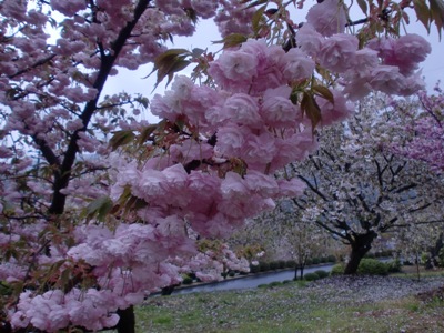 Ԋ}ʐ^(H22.4.22)