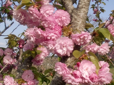 ʐ^(H25.4.19)