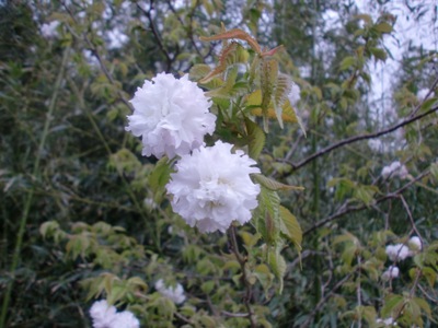 eʐ^(H23.4.11)