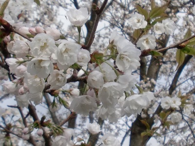 Վʐ^(H24.4.12)