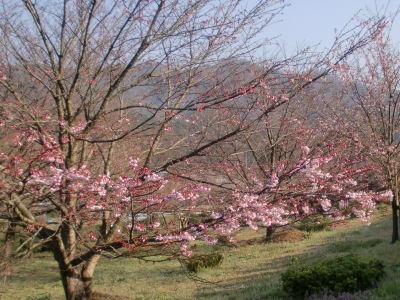 {ʐ^(H23.4.12)
