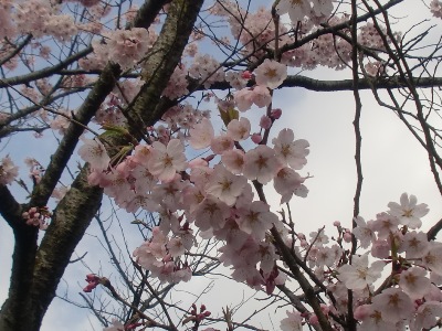 {ʐ^(H24.4.12)