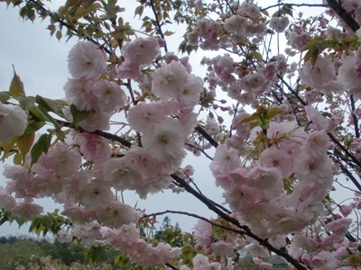 @֎ʐ^(H23.4.26)