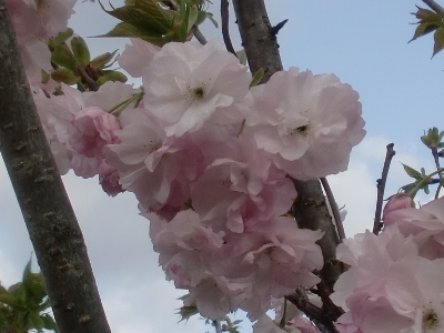 \ʐ^(H25.4.19)