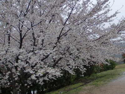 Dgʐ^(H24.4.11)