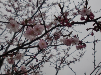 \ʐ^(H23.4.8)