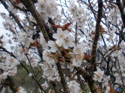 \Zʐ^(H23.4.8)