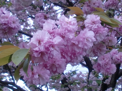 ֎Rʐ^(H24.4.26)