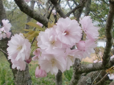 ύʐ^(H25.4.18)