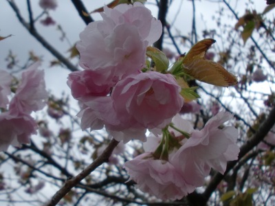 dʐ^(H23.4.20)