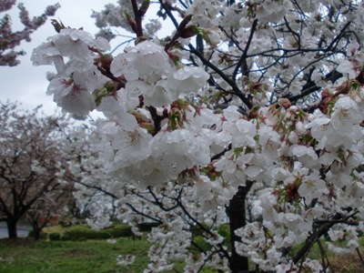 qʐ^(H22.4.12)