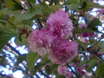 Hdʐ^(H24.4.27)