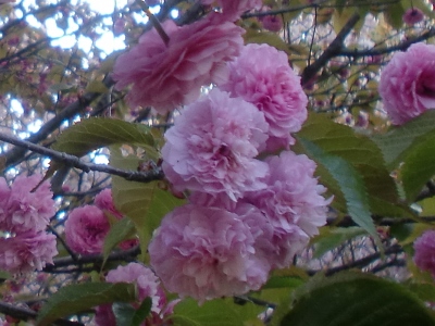 Hdʐ^(H26.4.25)
