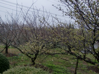 i팩{ʐ^(H24.4.11)