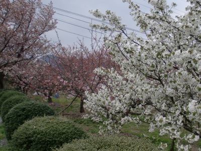 i팩{ʐ^(H24.4.17)