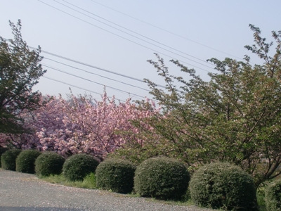 i팩{ʐ^(H24.4.24)