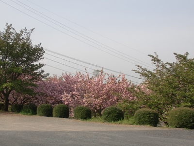 i팩{ʐ^(H24.4.25)