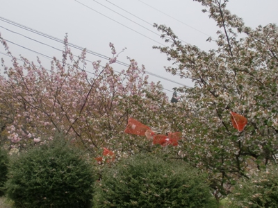 i팩{ʐ^(H25.4.17)