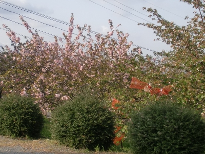 i팩{ʐ^(H25.4.19)