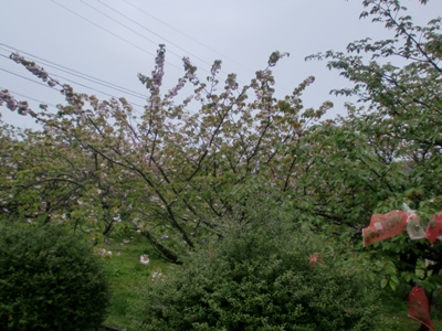 i팩{ʐ^(H25.4.24)