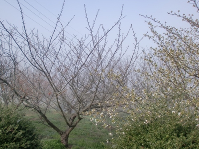 i팩{ʐ^(H25.4.5)