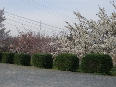i팩{ʐ^(H26.4.10)