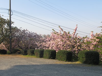i팩{ʐ^(H26.4.24)