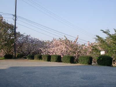 i팩{ʐ^(H26.4.25)