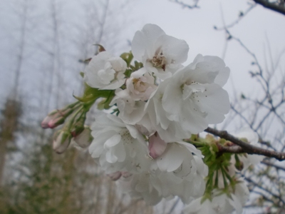 Pʐ^(H25.4.2)