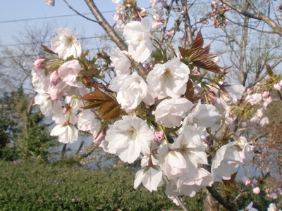 痢(H24.4.19)