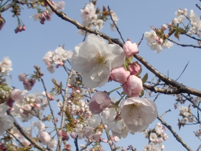 痢ʐ^(H25.4.16)