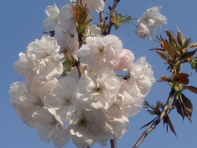 痢ʐ^(H26.4.15)