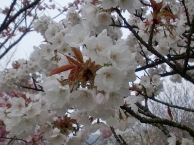 nʐ^(H23.4.22)