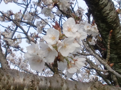 nʐ^(H26.4.11)