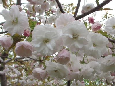 Q̉Ԏʐ^(H25.4.23)