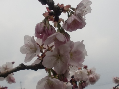 xʐ^(H25.4.11)