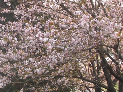 dg哇ʐ^(H26.4.10)